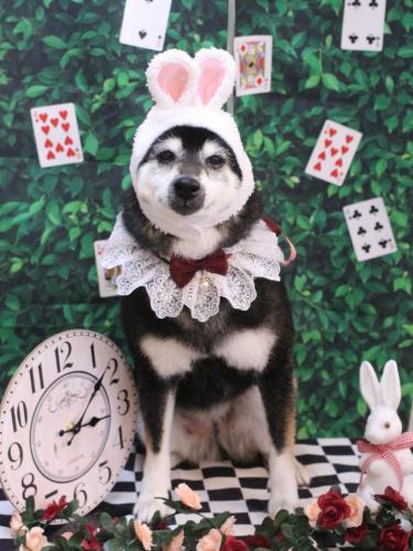 20250403ひめちゃん